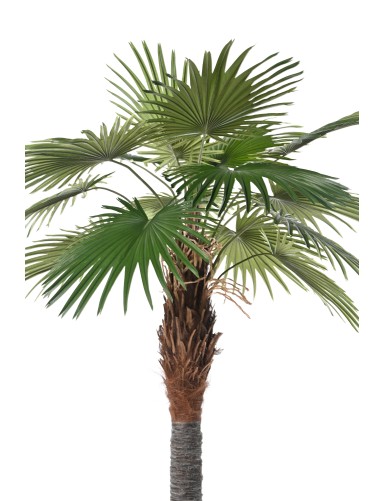 PALMIER CAMERUS (Fan Palm)