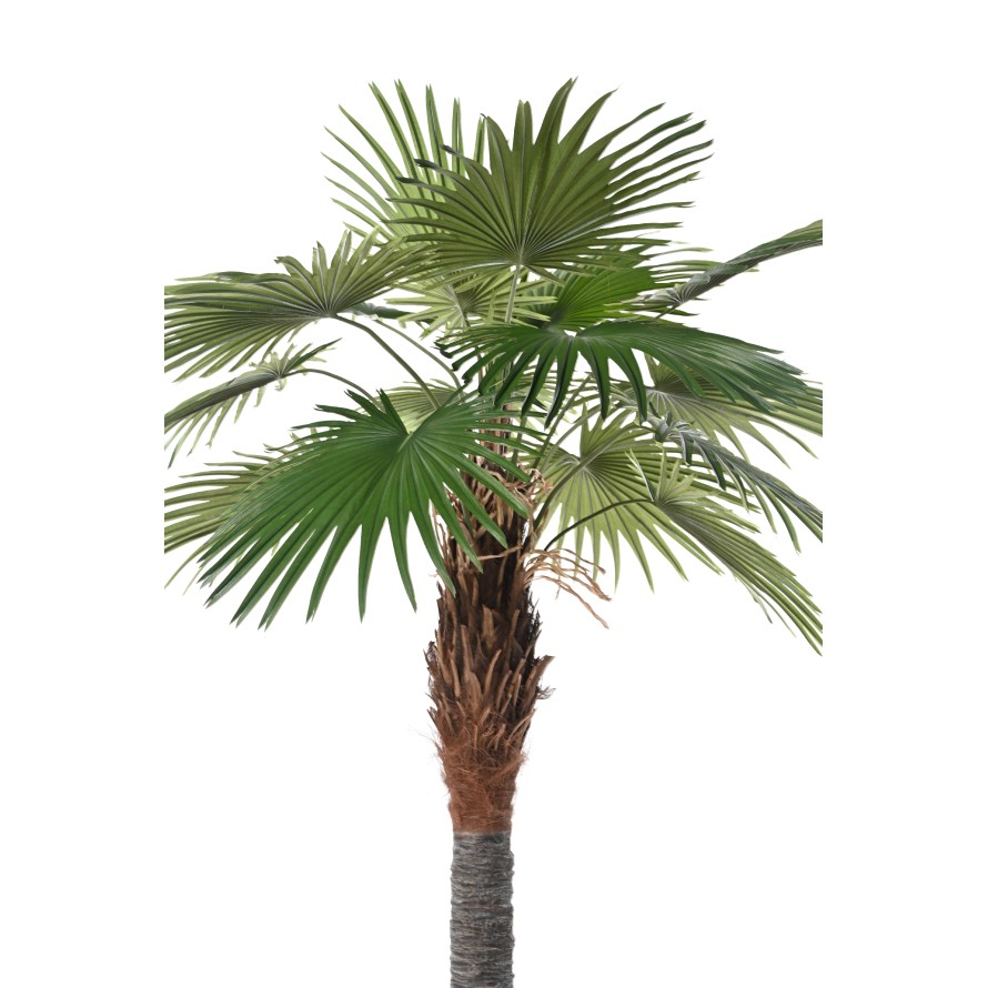 PALMERA CAMERUS (palmera de abanico)
