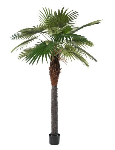 PALMERA CAMERUS (palmera de abanico)