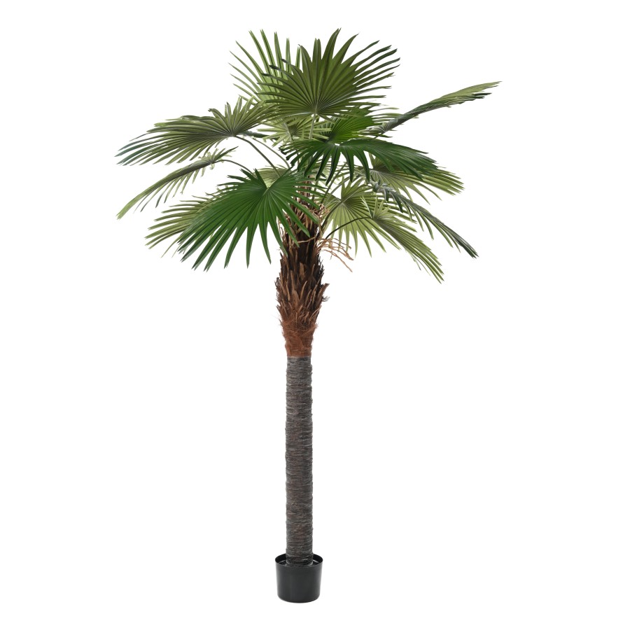 PALMERA CAMERUS (palmera de abanico)