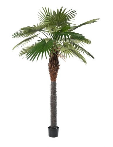 PALMIER CAMERUS (Fan Palm)