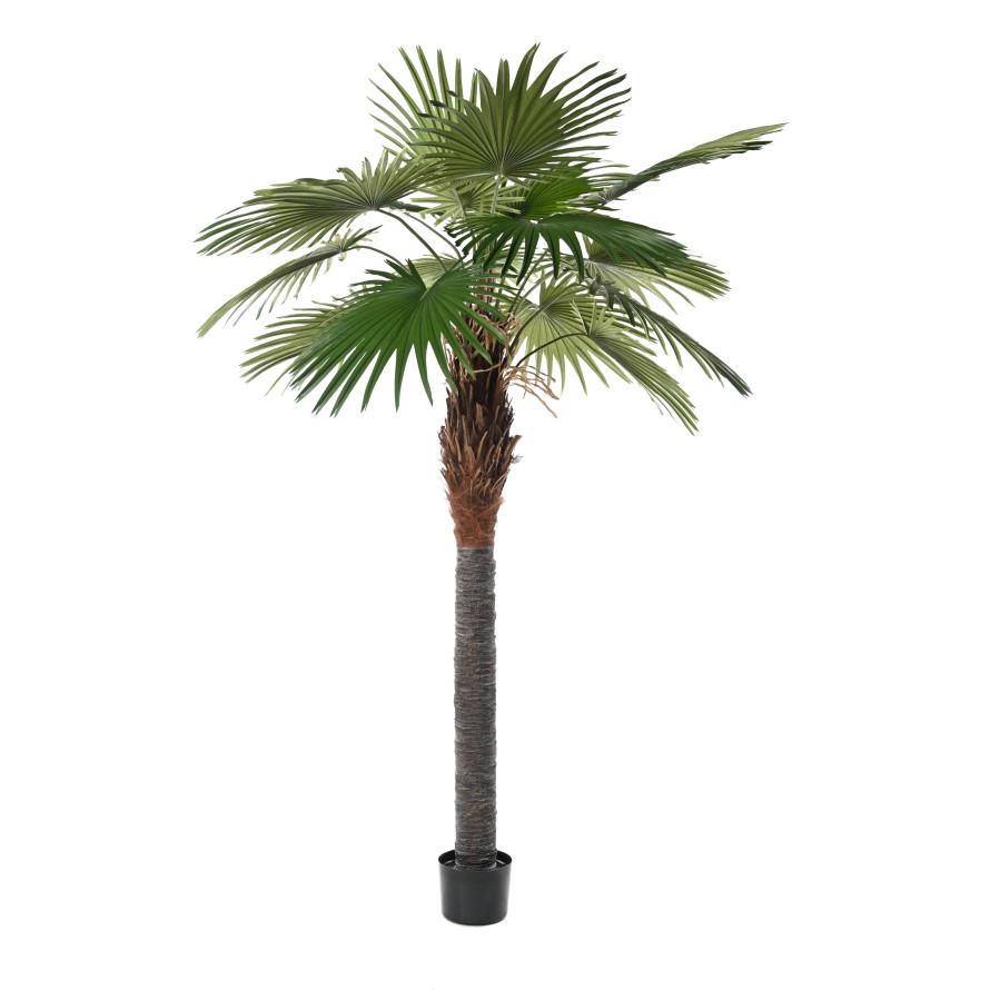 PALM TREE CAMERUS (Fan Palm)