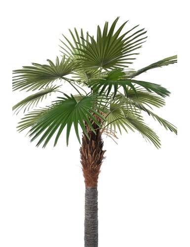 PALMERA CAMERUS (palmera de abanico)