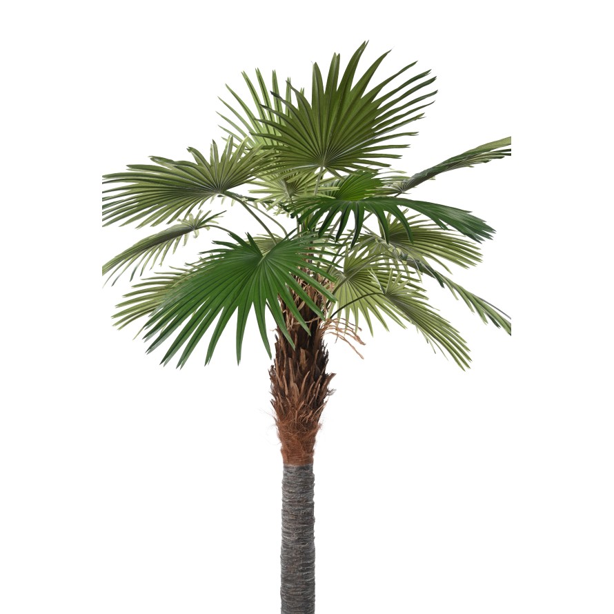 PALMERA CAMERUS (palmera de abanico)