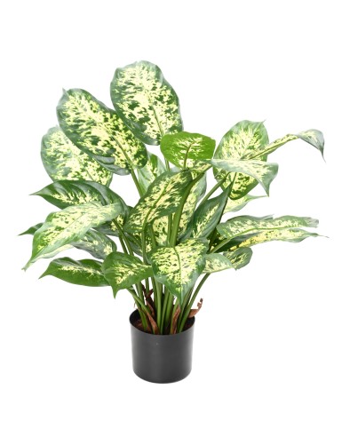 DIEFFENBACHIA *26 IN A POT
