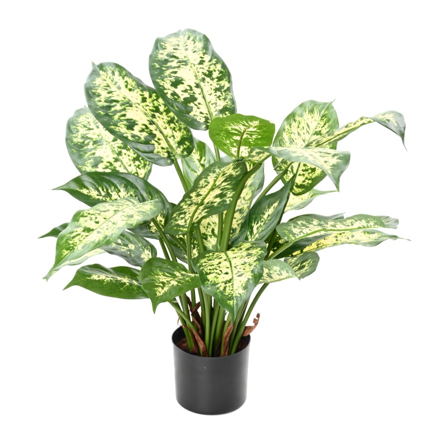 DIEFFENBACHIA *26 IN A POT