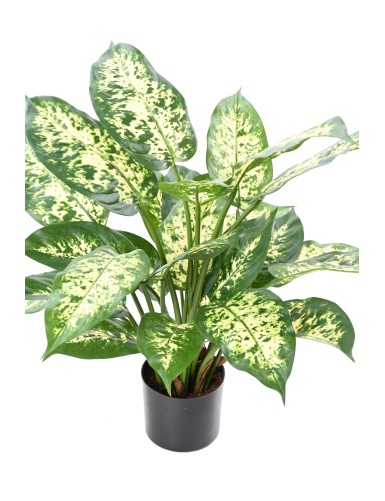 DIEFFENBACHIA *26 EN POT