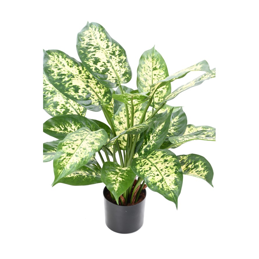 DIEFFENBACHIA *26 IN A POT