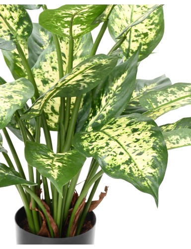DIEFFENBACHIA *26 EN POT