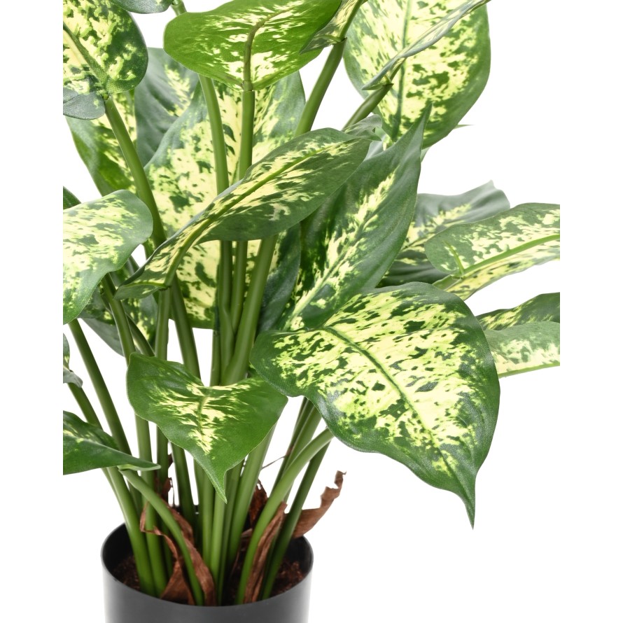 DIEFFENBACHIA *26 IN A POT