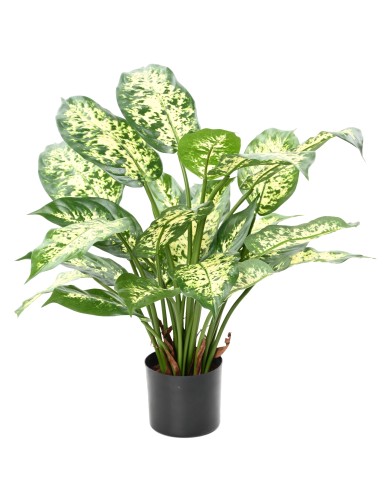 DIEFFENBACHIA *26 IN A POT