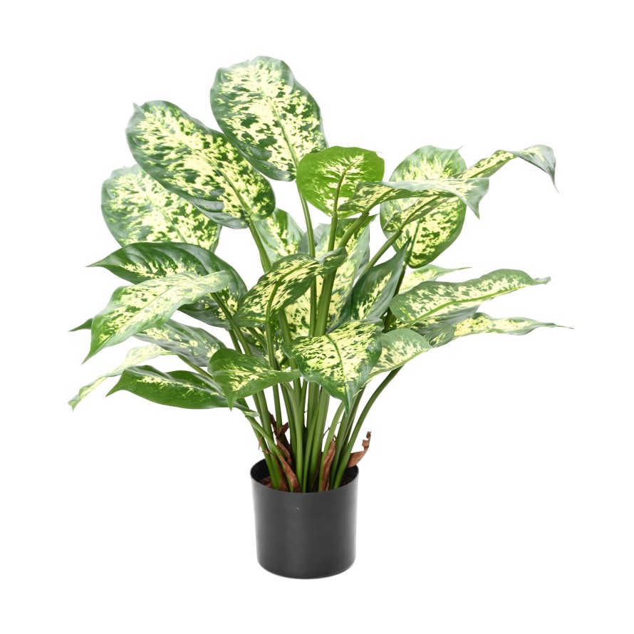DIEFFENBACHIA *26 EN POT