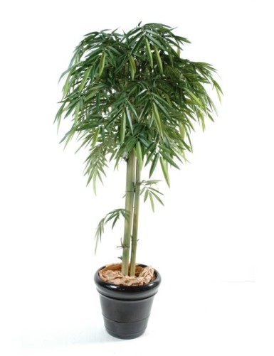 BAMBÚ NEW CABEZA 3TR