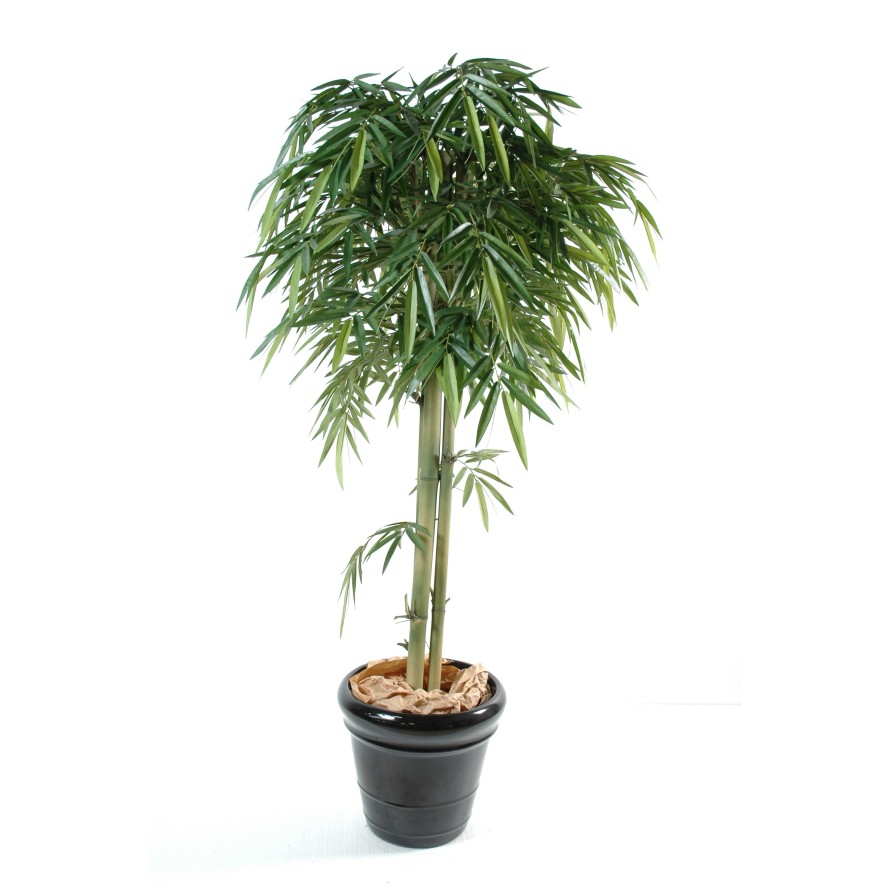 BAMBÚ NEW CABEZA 3TR