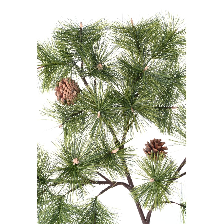 PINE SPRAY