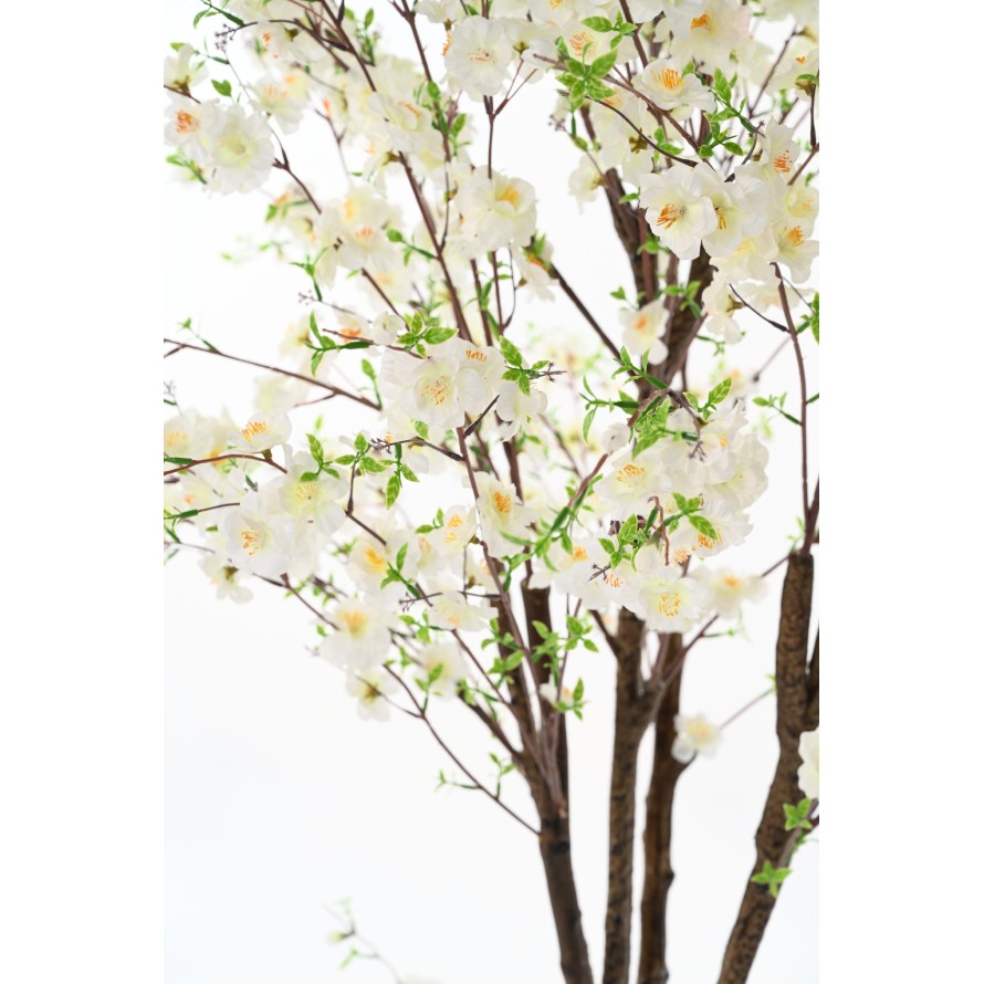 KIRSCHBLÜTENBAUM TP