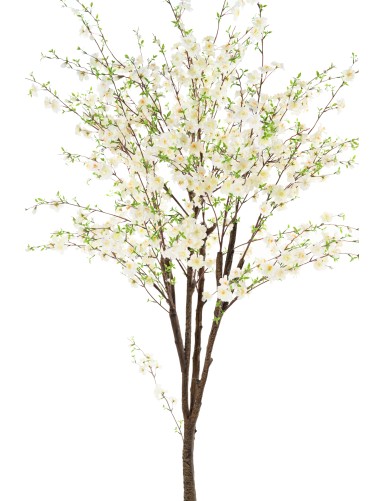 CHERRY BLOSSOM TREE TP