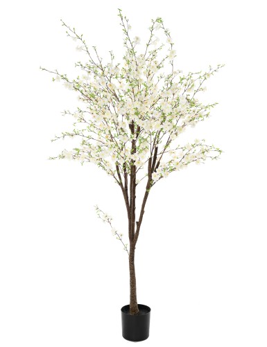 CHERRY BLOSSOM TREE TP