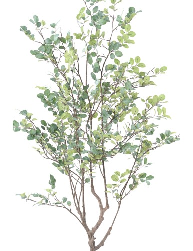 MYRTENBAUM 135 (Myrtle)