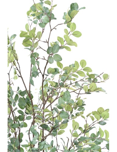 MYRTE TREE 135 (MYRTLE)