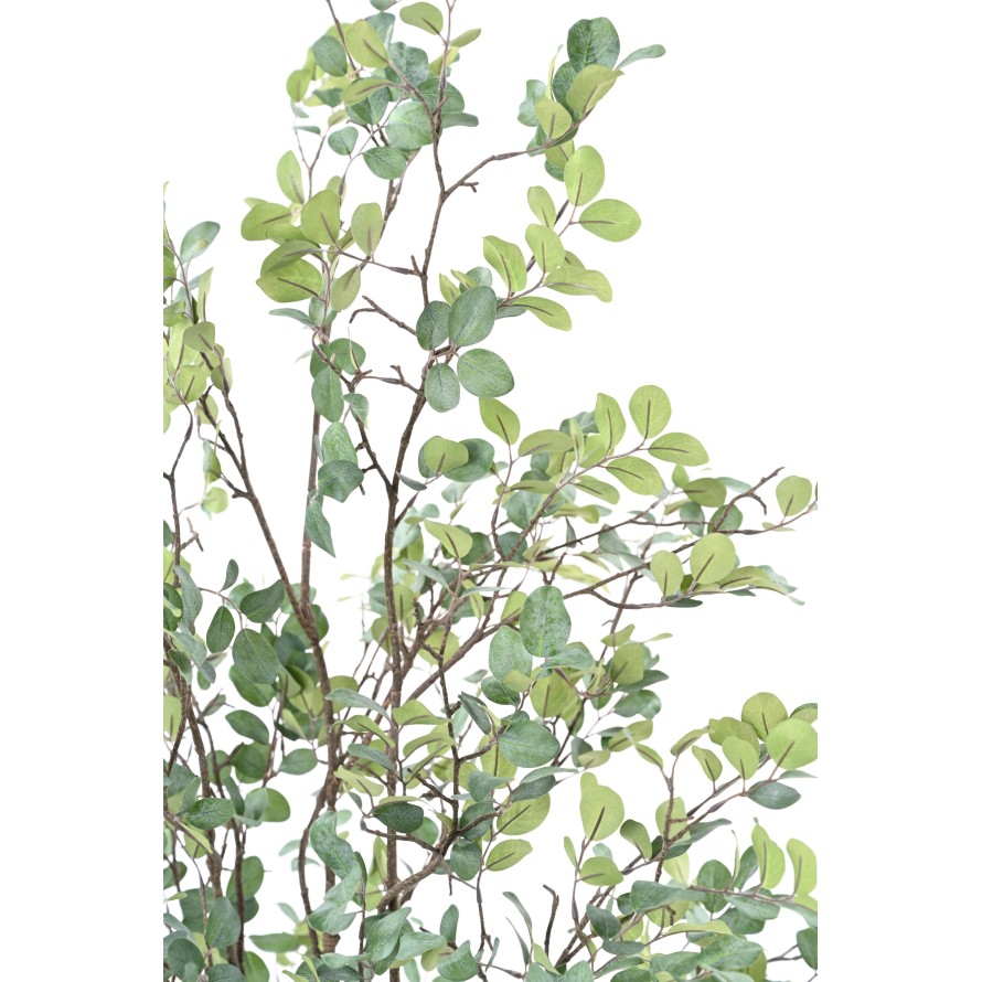 MYRTE TREE 135 (MYRTLE)