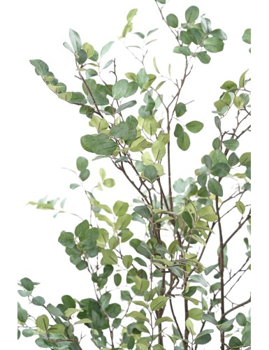 MIRTO ÁRBOL 135 (MYRTLE)