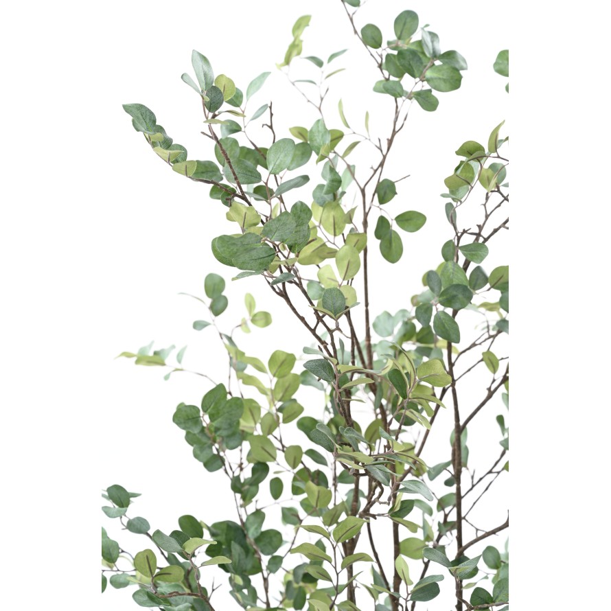 MYRTE TREE 135 (MYRTLE)