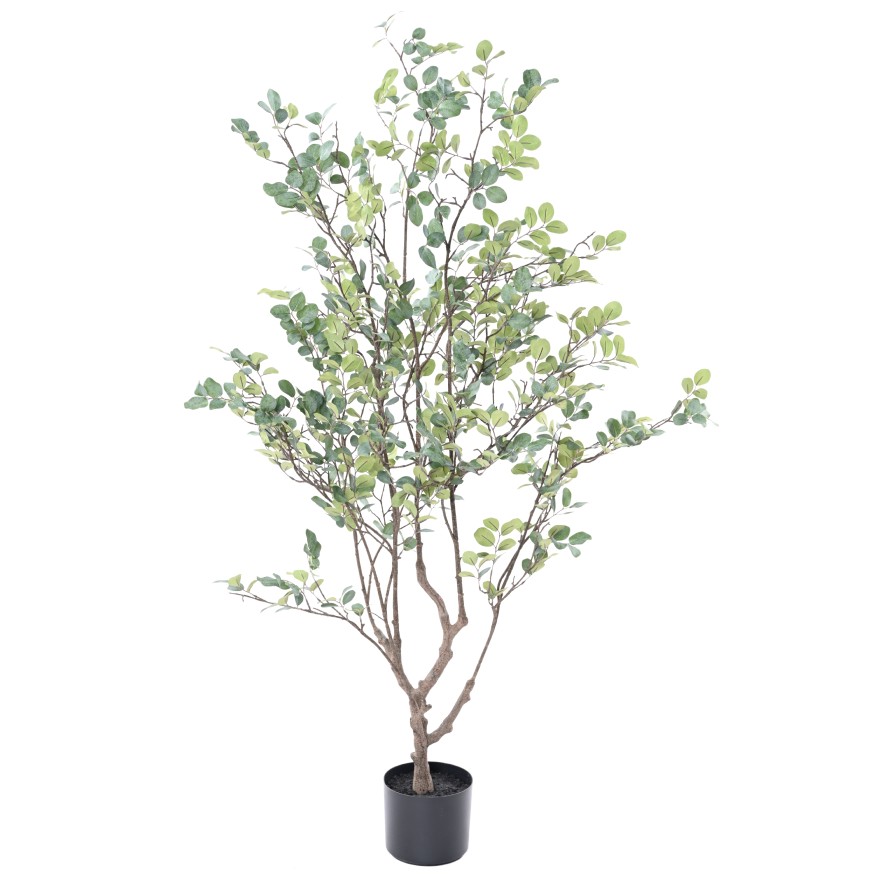 MYRTENBAUM 135 (Myrtle)