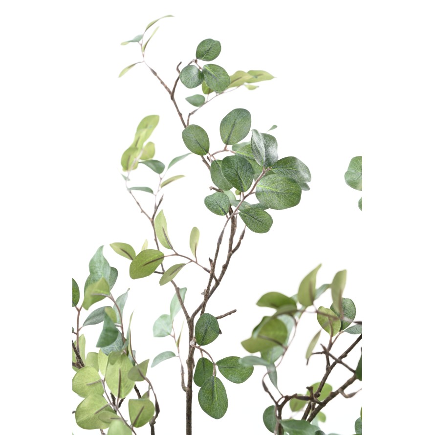 MIRTO ÁRBOL 135 (MYRTLE)