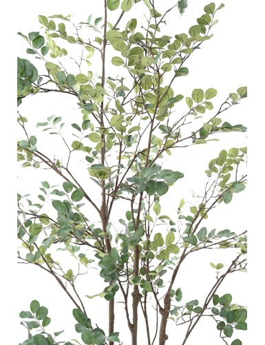 MIRTO ÁRBOL 200 (MYRTLE)