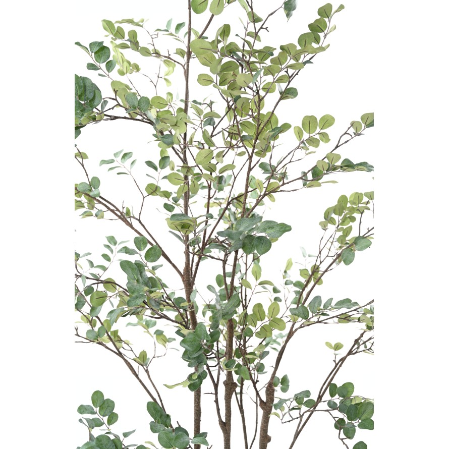 MIRTO ÁRBOL 200 (MYRTLE)