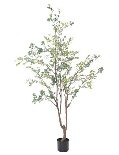 MIRTO ÁRBOL 200 (MYRTLE)