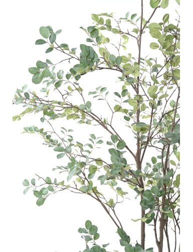 MYRTE TREE 200 (MYRTLE)