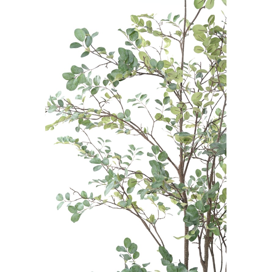 MYRTENBAUM 200 (Myrtle)