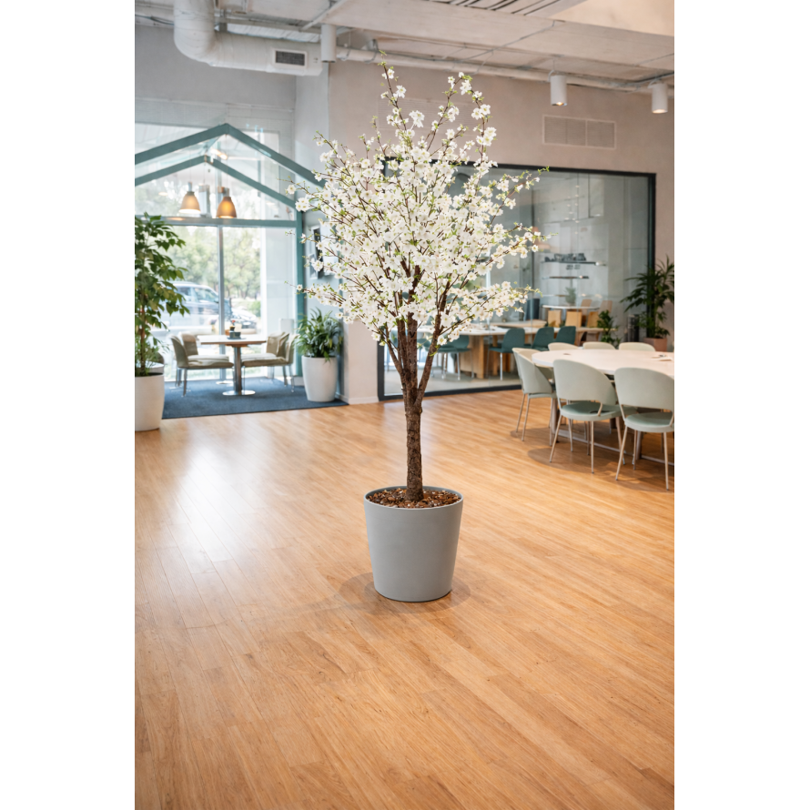 CHERRY BLOSSOM TREE TP