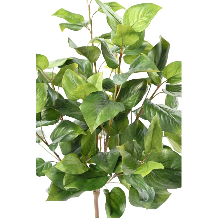 PHILODENDRON 76