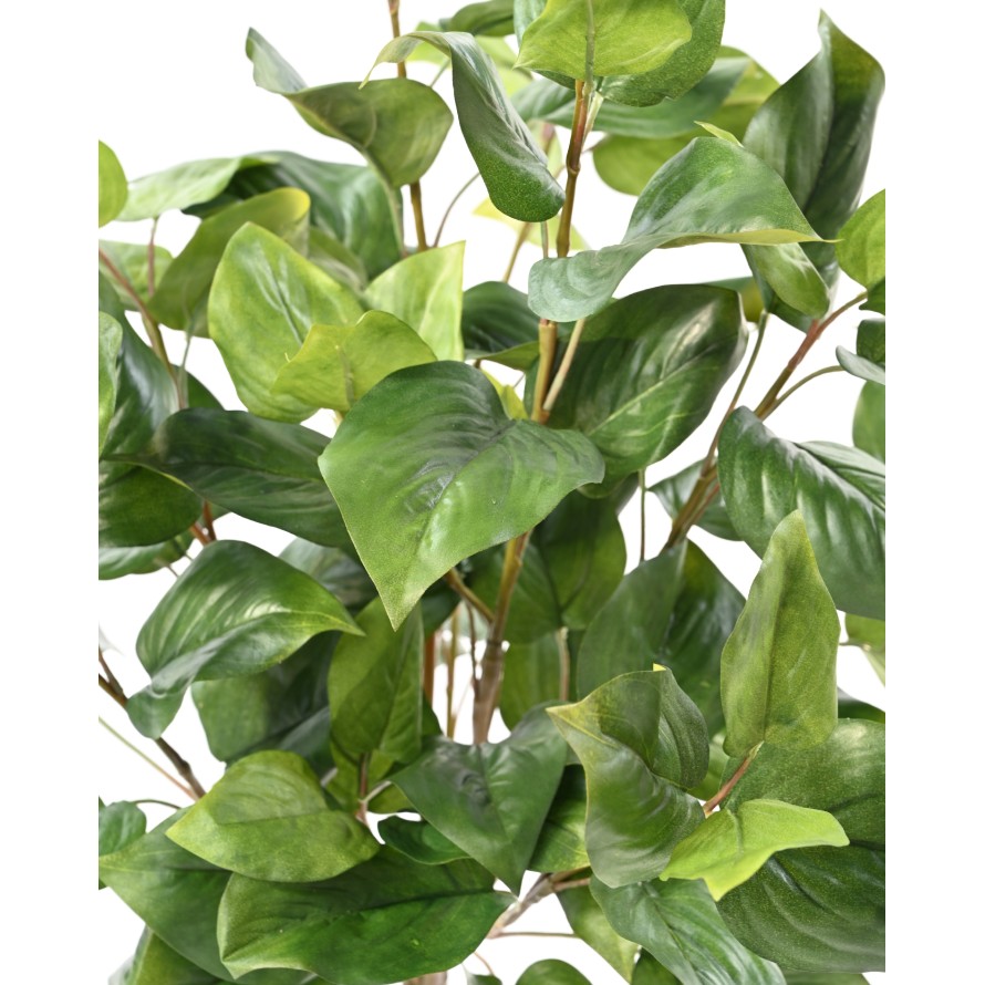 PHILODENDRON 76