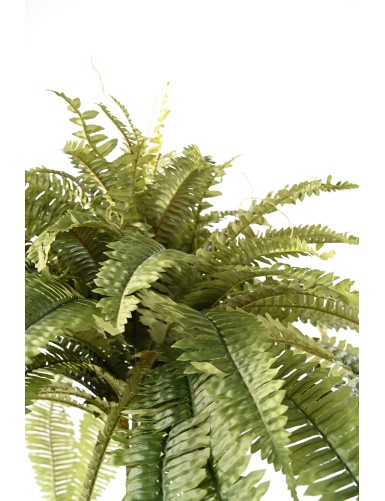 GIANT FERN