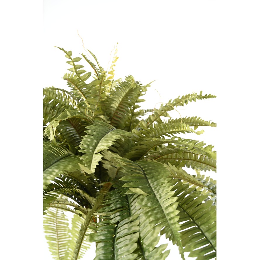 GIANT FERN