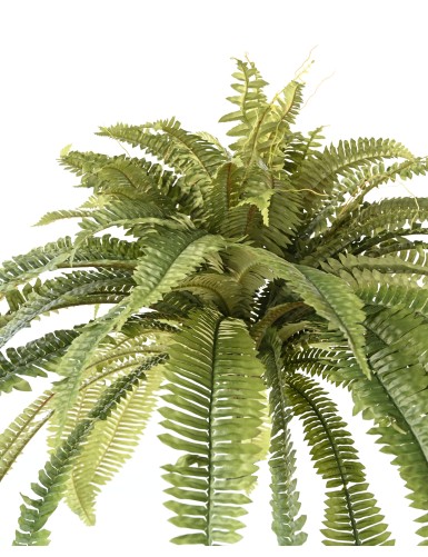 GIANT FERN