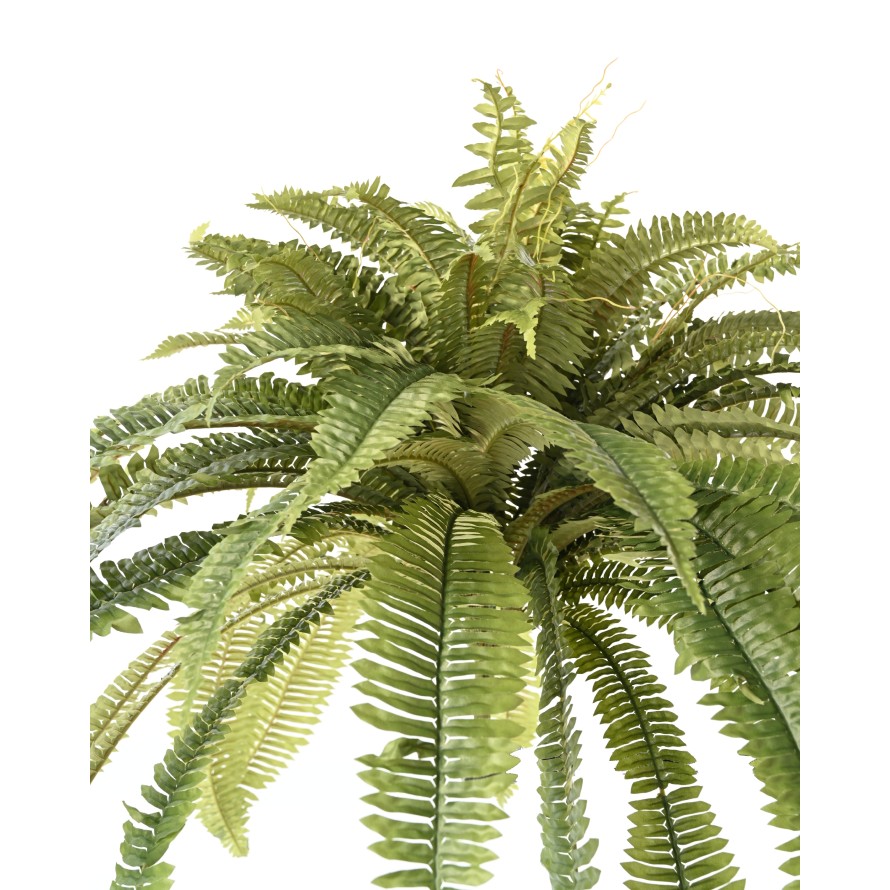 GIANT FERN
