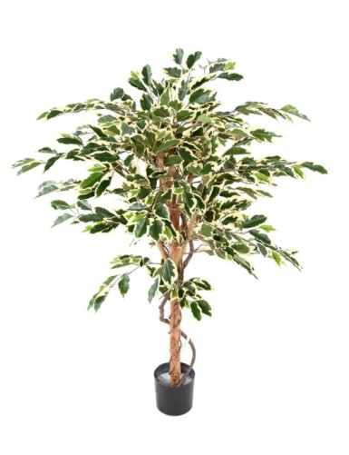 FICUS TRONCO ÚNICO GF