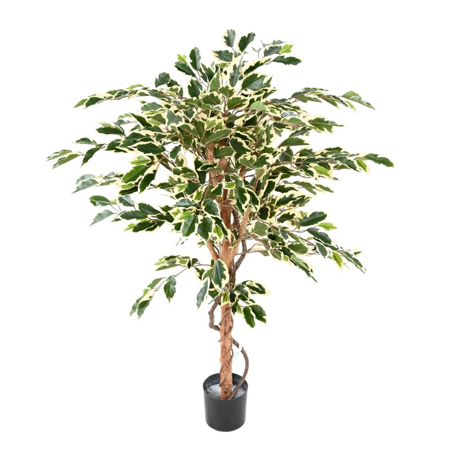 FICUS TRONCO ÚNICO GF