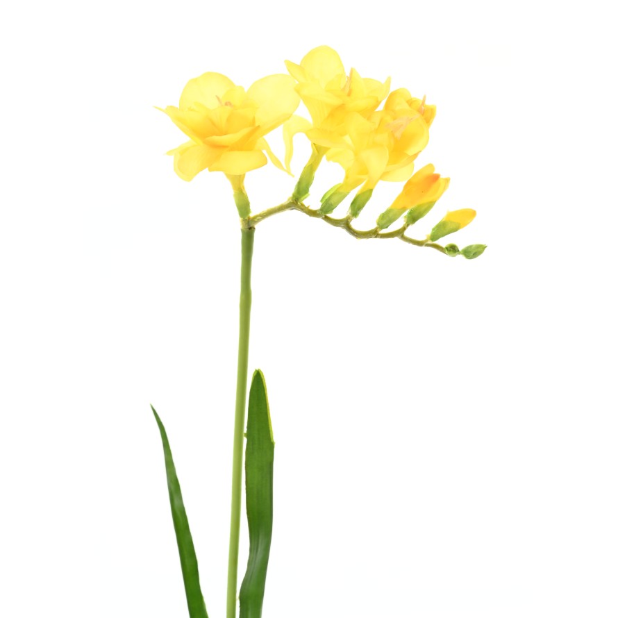 FREESIA