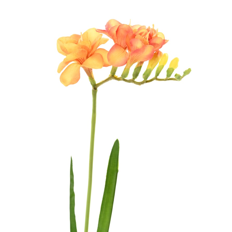 FREESIA