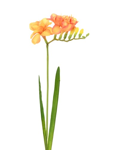FREESIA