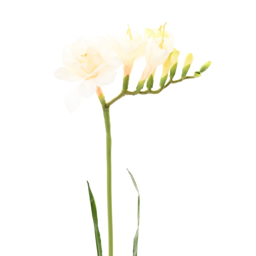 FREESIA