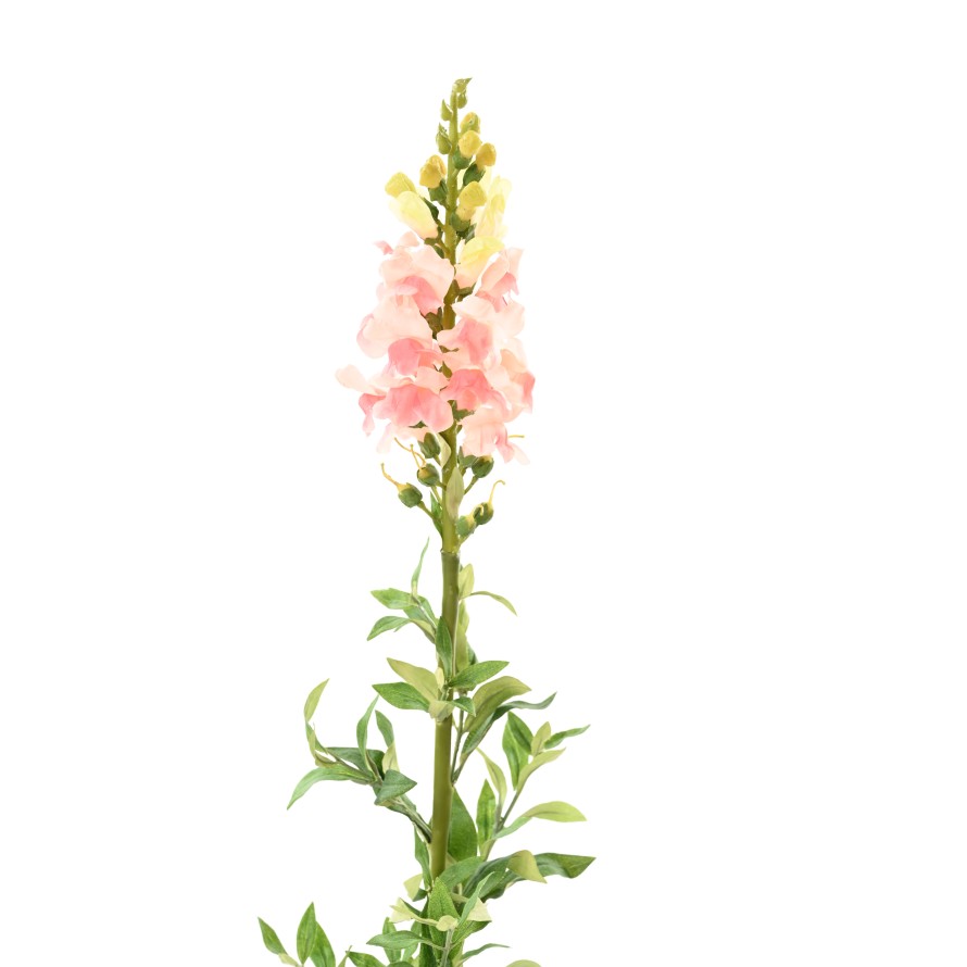 MUFLIER (snapdragon)