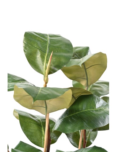 FICUS ELASTICA 113
