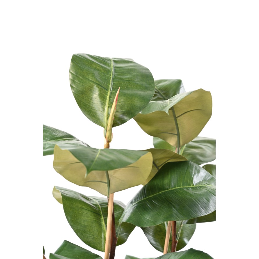 FICUS ELASTICA 113